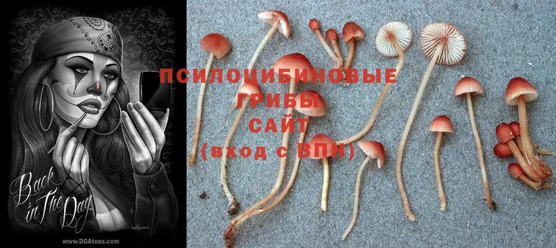 Галлюциногенные грибы Cubensis  Вихоревка 